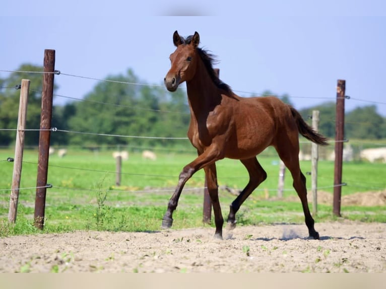 KWPN Hingst Föl (03/2024) 170 cm Brun in Elim