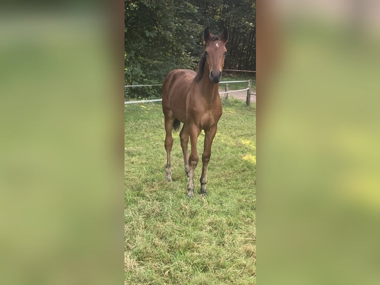 KWPN Hingst Föl (04/2024) 170 cm Brun in Balkbrug