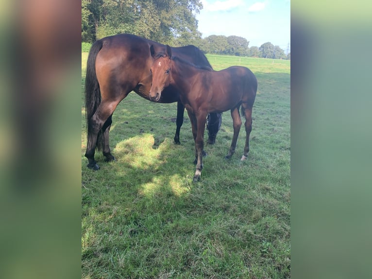 KWPN Hingst Föl (04/2024) 170 cm Brun in Balkbrug