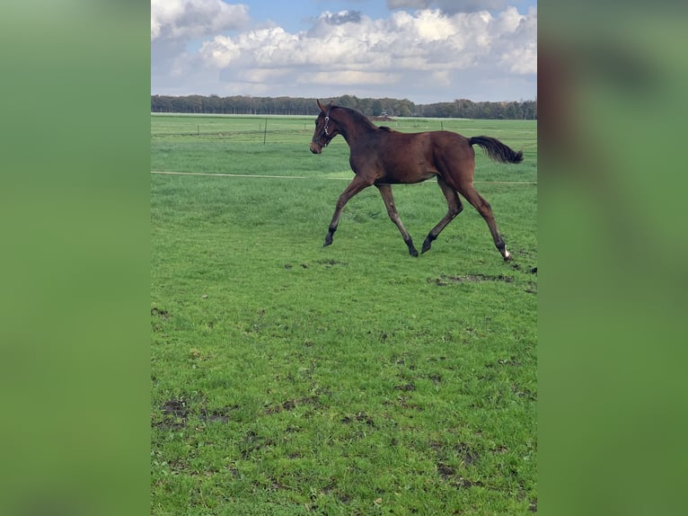 KWPN Hingst Föl (04/2024) 170 cm Brun in Balkbrug