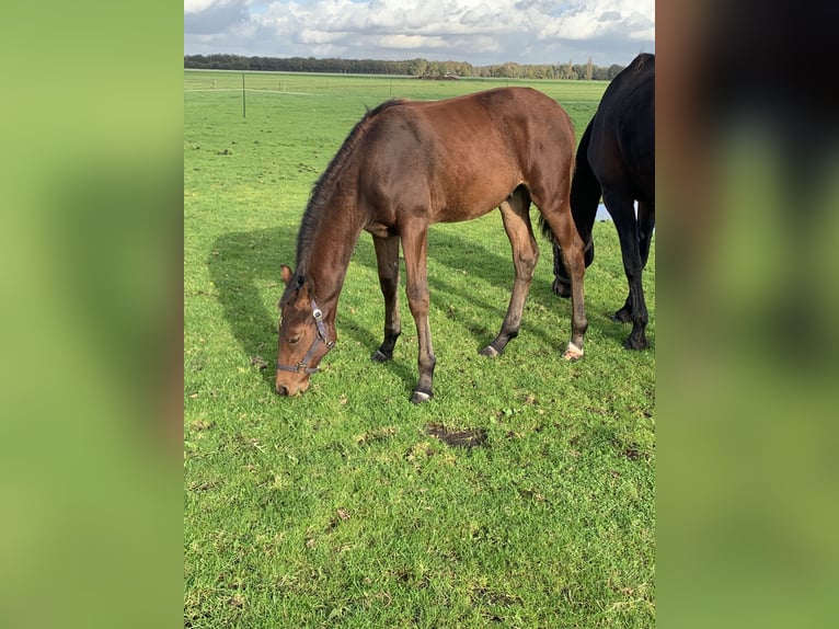 KWPN Hingst Föl (04/2024) 170 cm Brun in Balkbrug