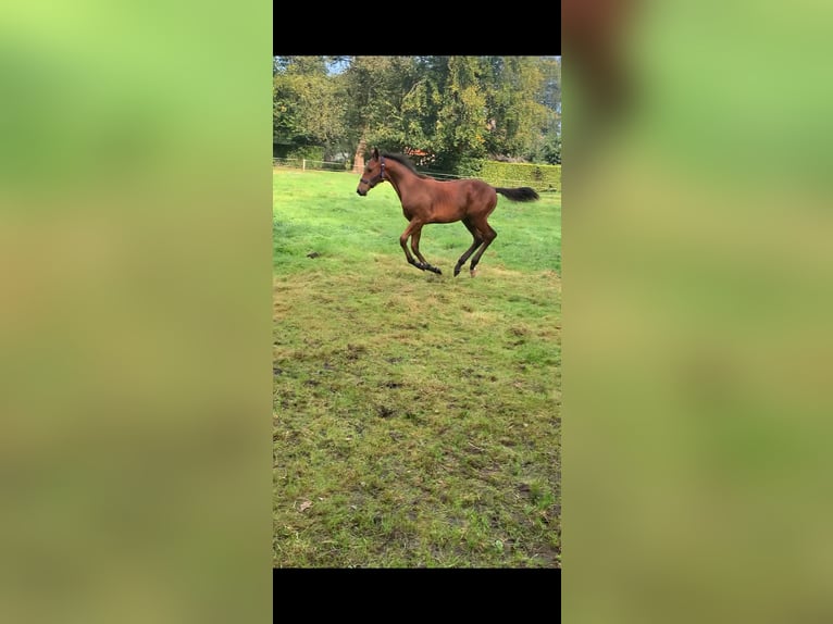 KWPN Hingst Föl (04/2024) 170 cm Brun in Balkbrug