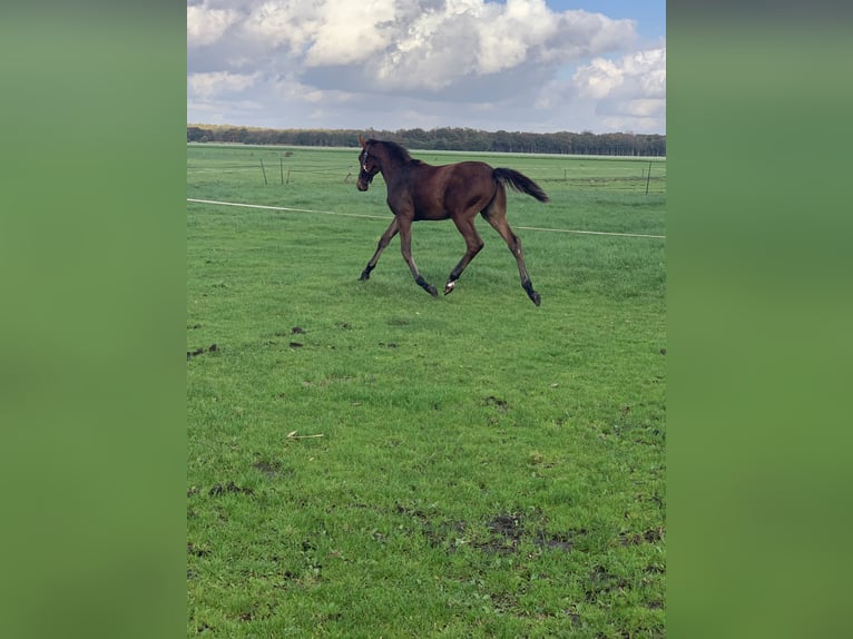 KWPN Hingst Föl (04/2024) 170 cm Brun in Balkbrug