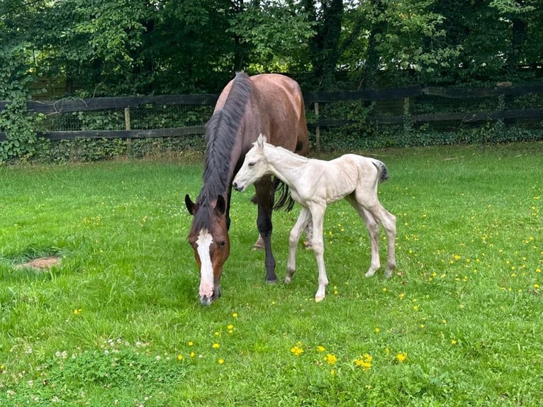 KWPN Hingst Föl (07/2024) 170 cm Gulbrun in Harskamp