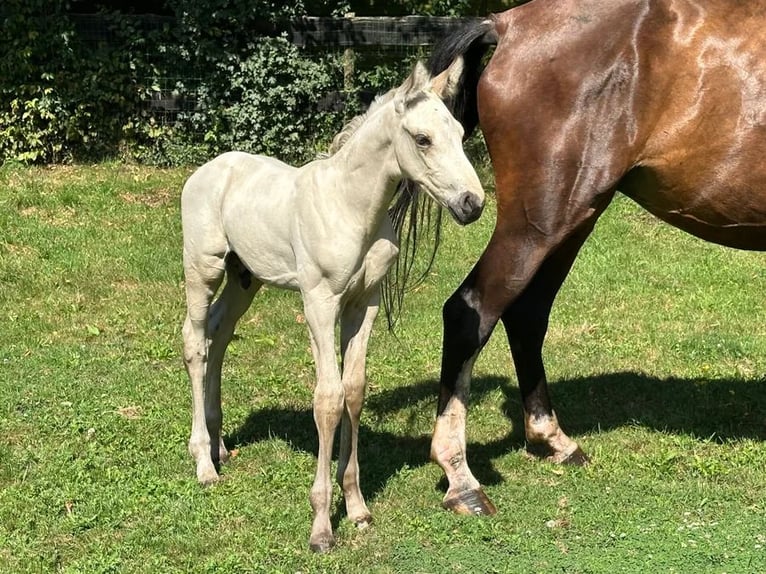 KWPN Hingst Föl (07/2024) 170 cm Gulbrun in Harskamp