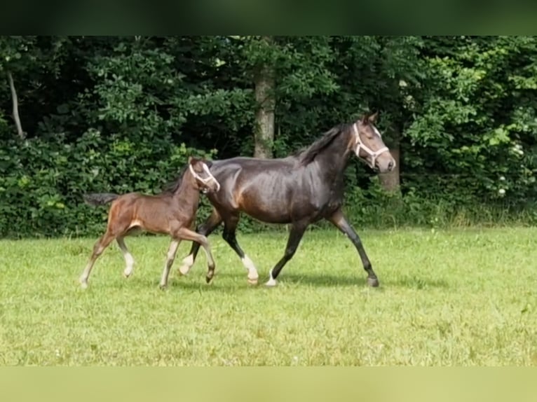 KWPN Hingst Föl (04/2024) 170 cm Mörkbrun in Eexterveen