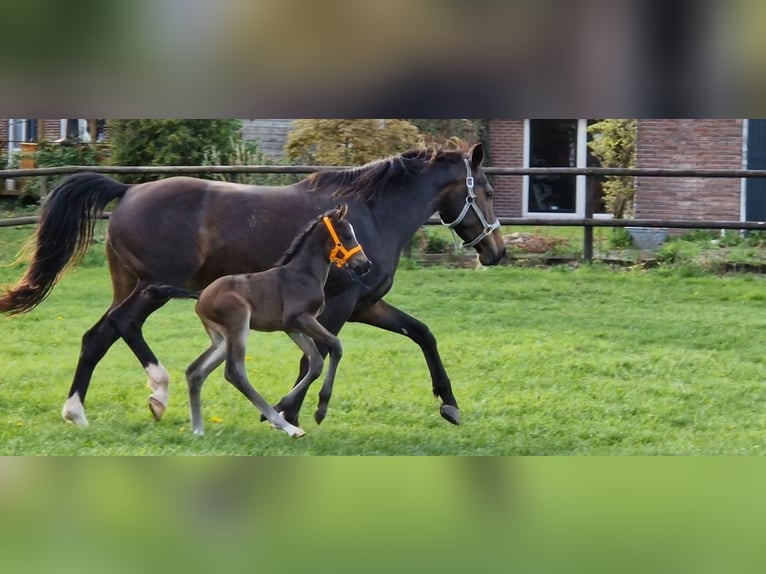 KWPN Hingst Föl (04/2024) 170 cm Mörkbrun in Eexterveen