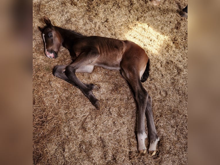 KWPN Hingst Föl (04/2024) 170 cm Mörkbrun in Eexterveen