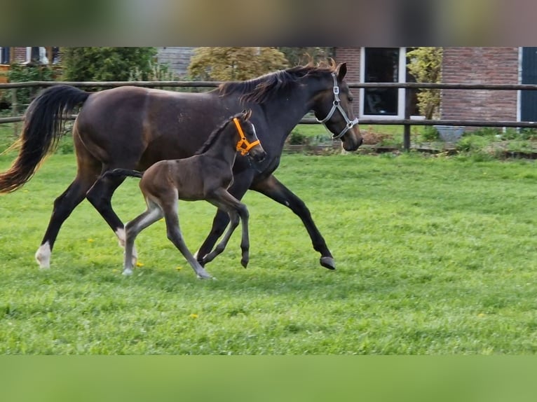 KWPN Hingst Föl (04/2024) 170 cm Mörkbrun in Eexterveen