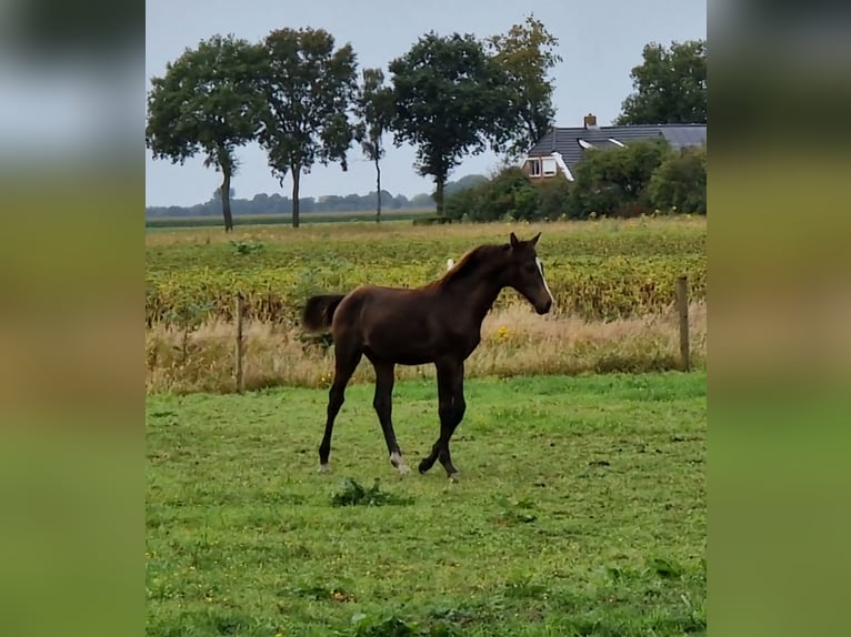 KWPN Hingst Föl (04/2024) 170 cm Mörkbrun in Eexterveen