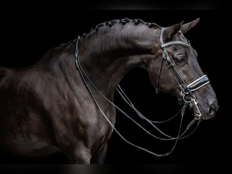 KWPN Hingst Föl (02/2024) 170 cm Svart in Heeten