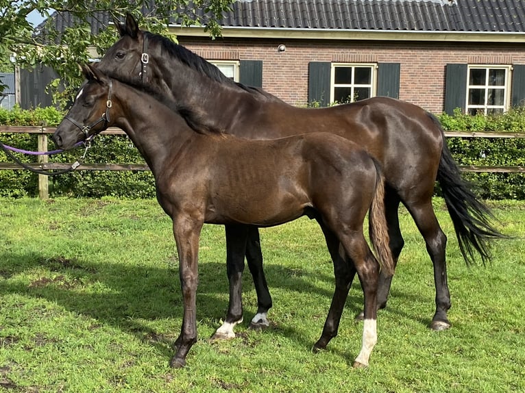 KWPN Hingst Föl (02/2024) 170 cm Svart in Heeten