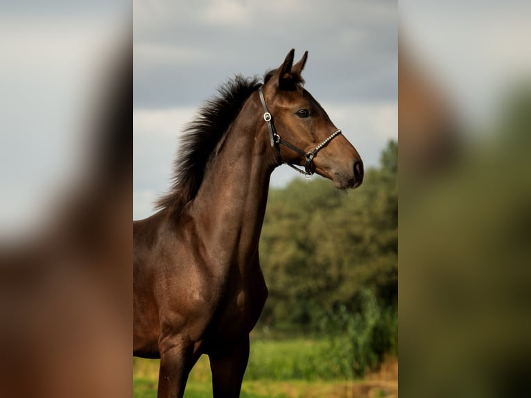 KWPN Hingst Föl (04/2024) 173 cm Mörkbrun in Delfgauw