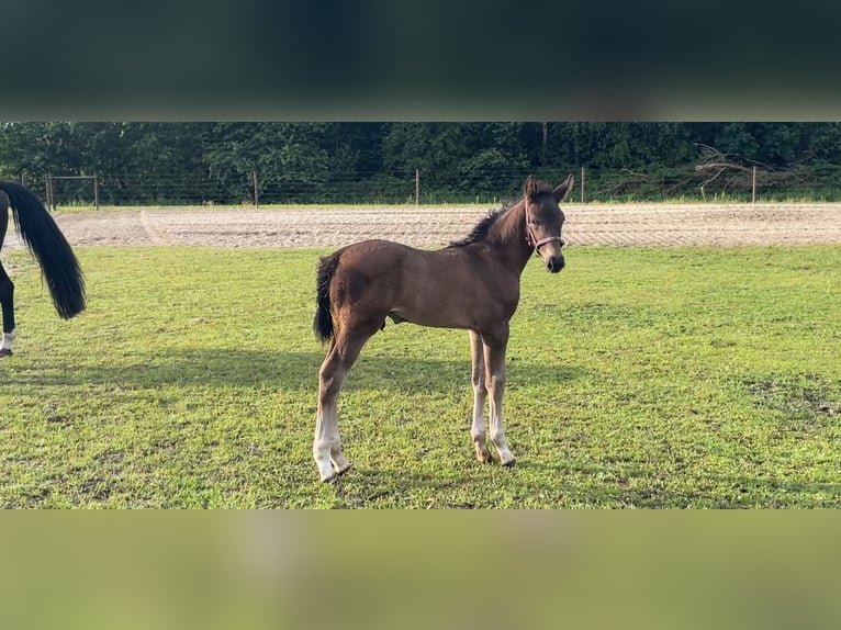 KWPN Hingst Föl (06/2024) 173 cm Mörkbrun in Oude Willem