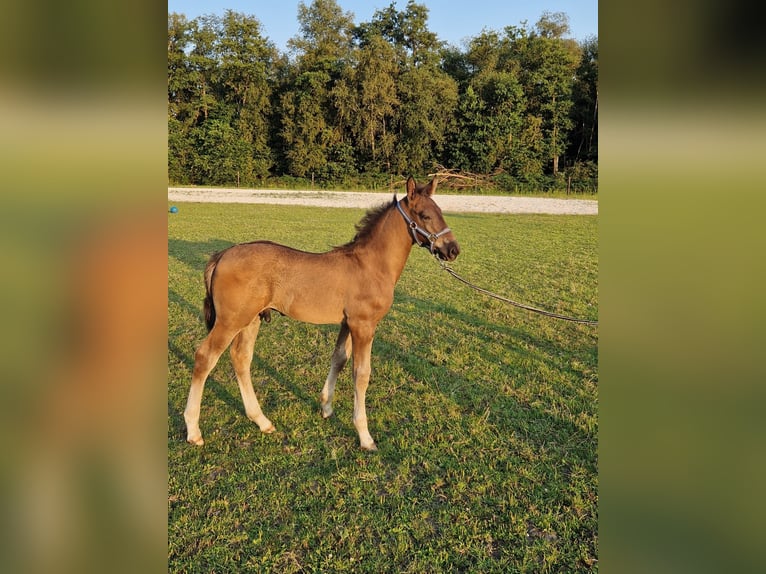 KWPN Hingst Föl (06/2024) 173 cm Mörkbrun in Oude Willem