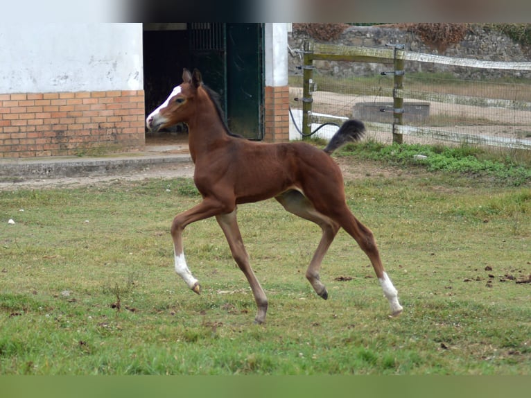 KWPN Hingst Föl (08/2024) 175 cm Leopard-Piebald in Murtosa