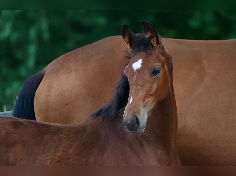 KWPN Hingst Föl (03/2024) Brun in Aalten