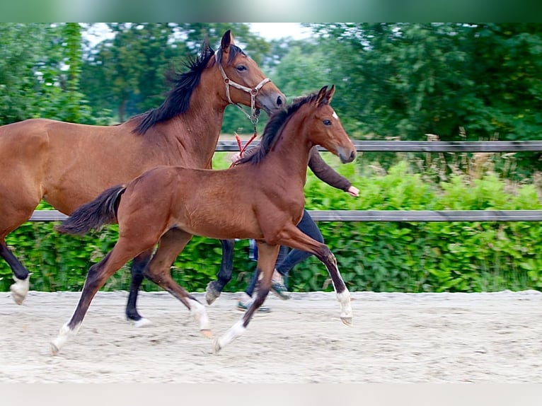 KWPN Hingst Föl (03/2024) Brun in Aalten