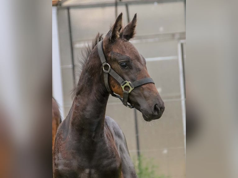 KWPN Hingst Föl (06/2024) Brun in DESTELBERGEN