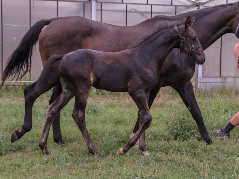 KWPN Hingst Föl (06/2024) Brun in DESTELBERGEN