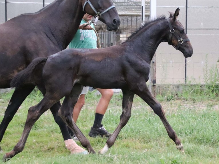 KWPN Hingst Föl (06/2024) Brun in DESTELBERGEN