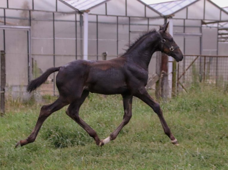 KWPN Hingst Föl (06/2024) Brun in DESTELBERGEN