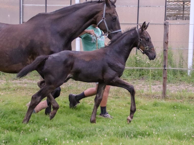 KWPN Hingst Föl (06/2024) Brun in DESTELBERGEN