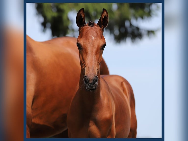 KWPN Hingst Föl (04/2024) Brun in Gieten