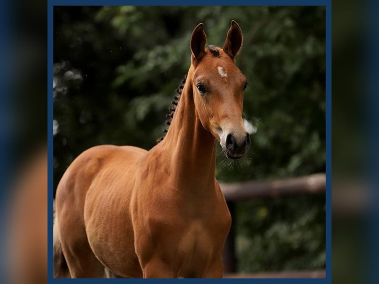 KWPN Hingst Föl (06/2024) Brun in Gieten