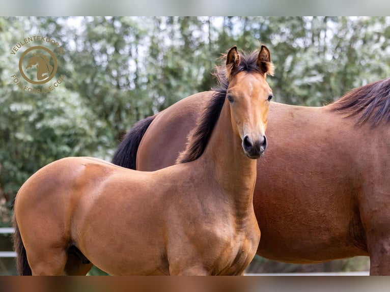 KWPN Hingst Föl (03/2024) Brun in Kortgene