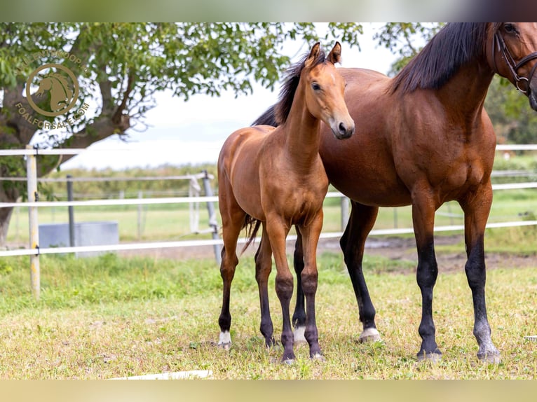 KWPN Hingst Föl (03/2024) Brun in Kortgene