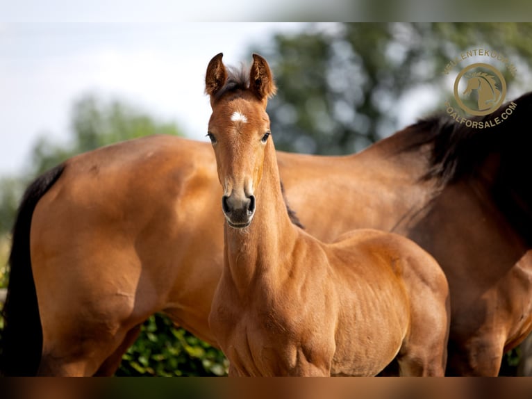 KWPN Hingst Föl (05/2024) Brun in Nuland