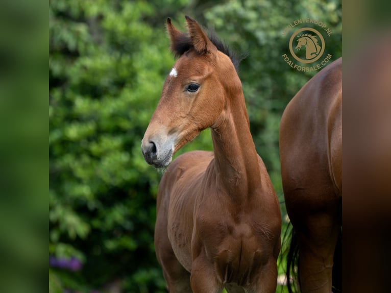 KWPN Hingst Föl (05/2024) Brun in Nuland