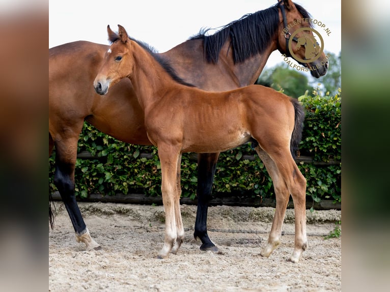 KWPN Hingst Föl (05/2024) Brun in Nuland