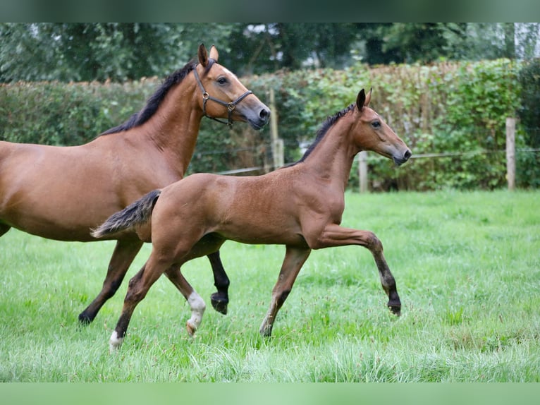 KWPN Blandning Hingst Föl (05/2024) Brun in Wijhe