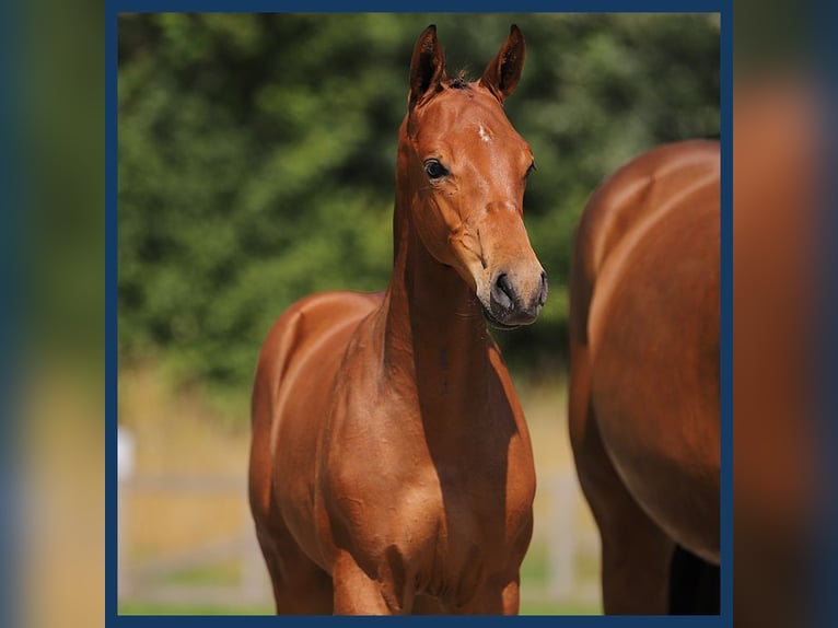 KWPN Hingst Föl (04/2024) Brun in Gieten