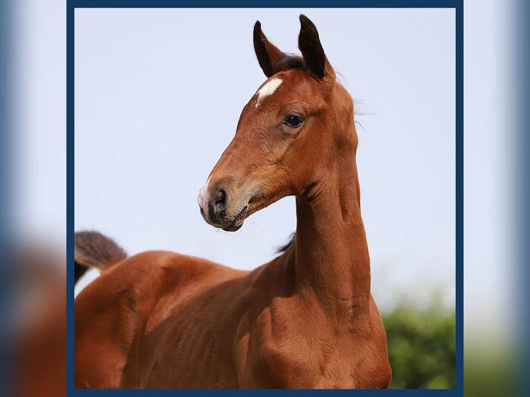 KWPN Hingst Föl (07/2024) Brun in Gieten