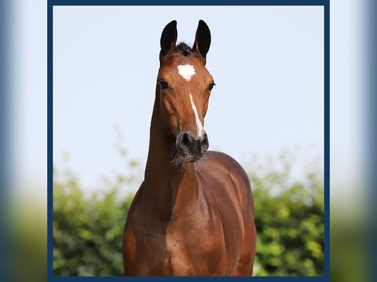 KWPN Hingst Föl (04/2024) Brun in Gieten