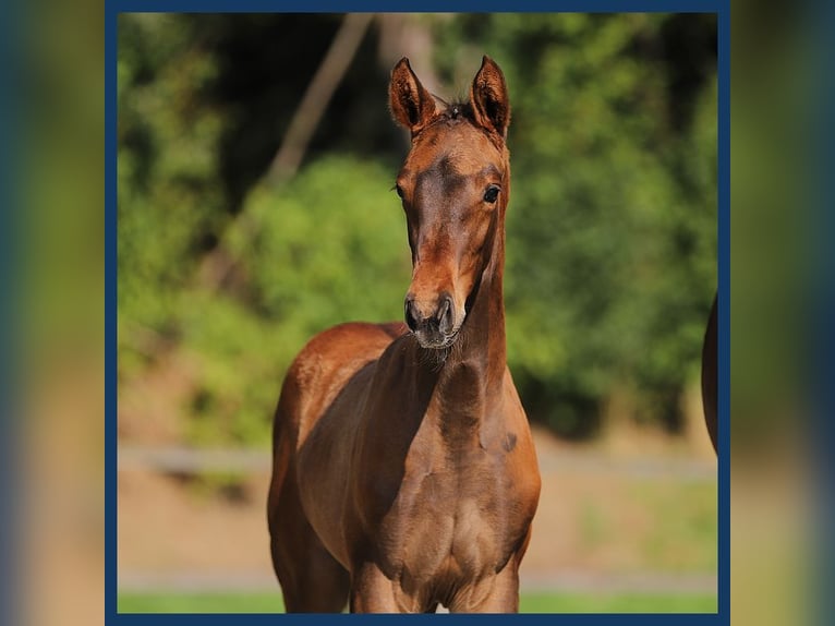 KWPN Hingst Föl (05/2024) Brun in Gieten