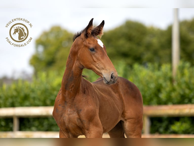 KWPN Hingst Föl (05/2024) Brun in Nuenen