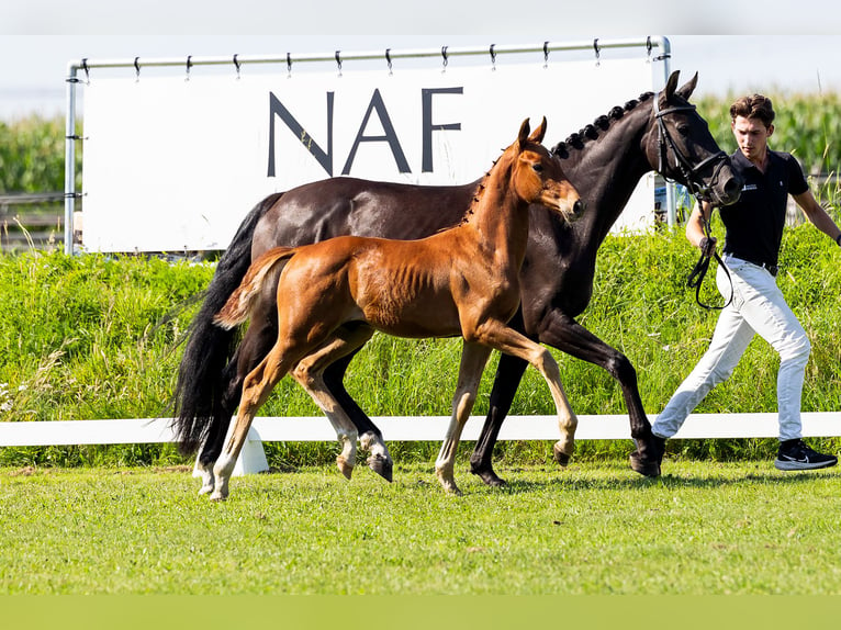 KWPN Hingst Föl (04/2024) Fux in Den Hout