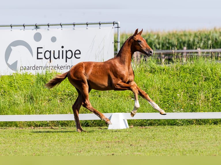 KWPN Hingst Föl (04/2024) Fux in Den Hout