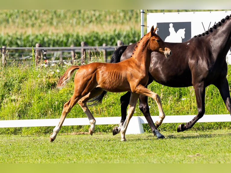 KWPN Hingst Föl (04/2024) Fux in Den Hout