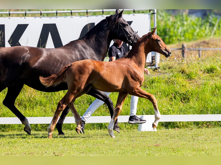 KWPN Hingst Föl (04/2024) Fux in Den Hout