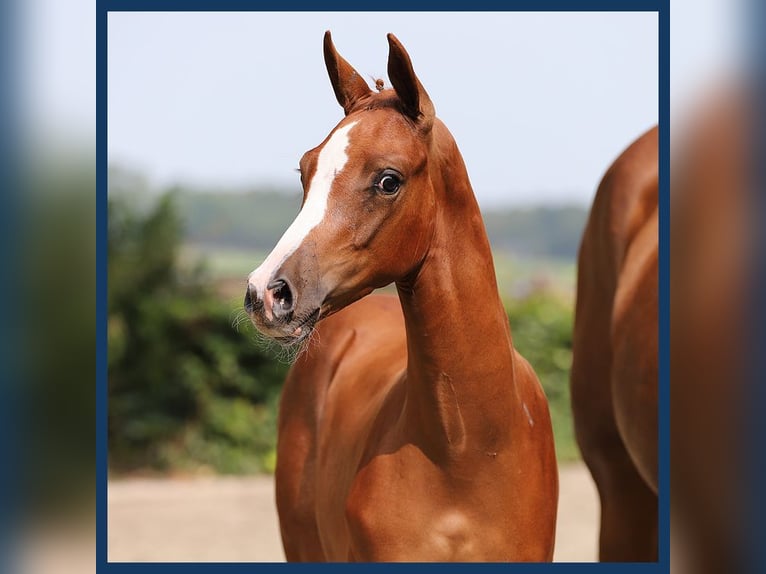 KWPN Hingst Föl (05/2024) fux in Gieten