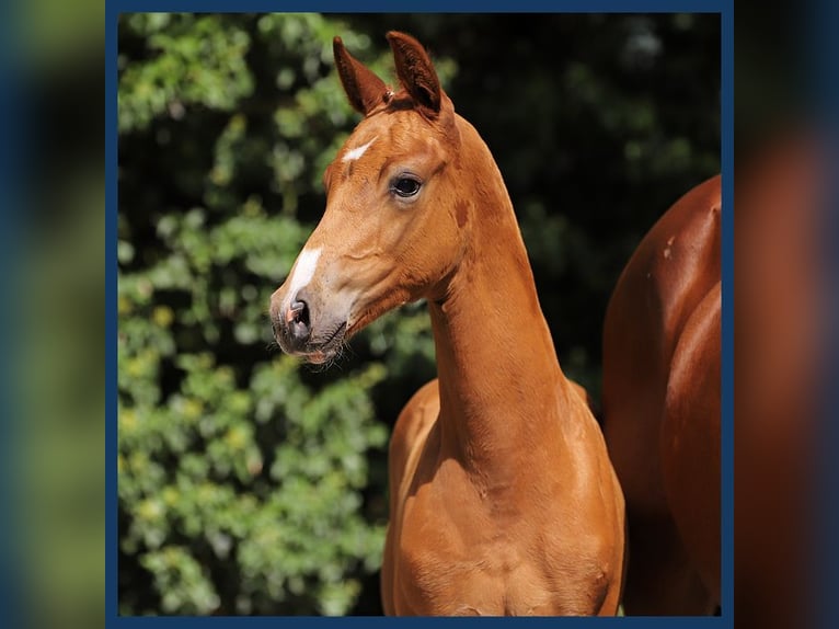 KWPN Hingst Föl (06/2024) fux in Gieten