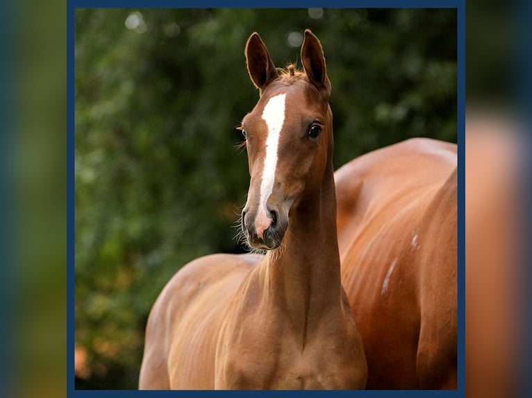 KWPN Hingst Föl (05/2024) fux in Gieten