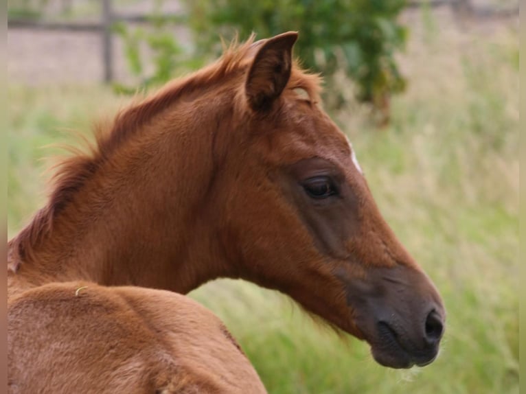 KWPN Hingst Föl (04/2024) fux in Gilze