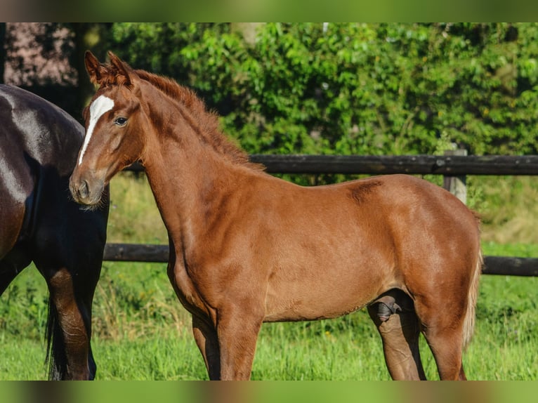 KWPN Hingst Föl (05/2024) fux in Wintelre