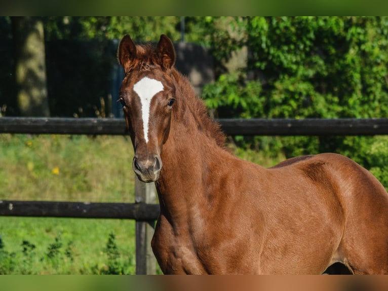 KWPN Hingst Föl (05/2024) fux in Wintelre